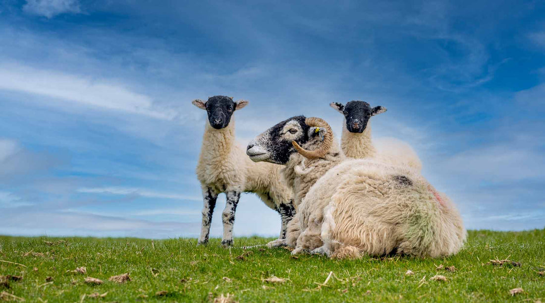 A Swaledale ewe lies in green grass, flanked by her two young lambs, on a sunny day.