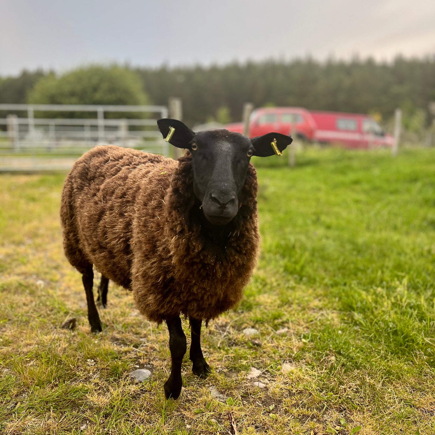 100% Scottish Wool: Zwartbles