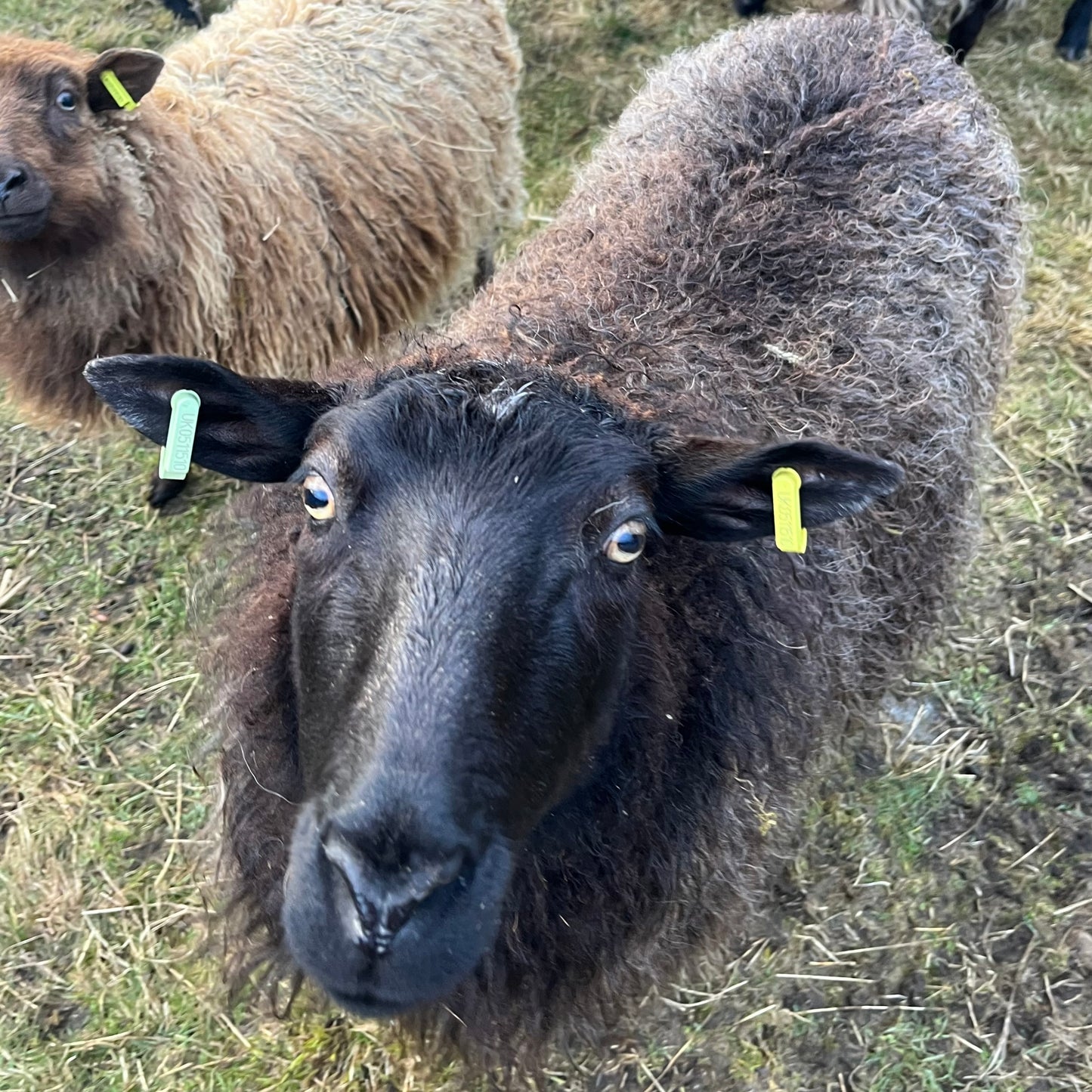 100% Scottish Wool: Zwartbles