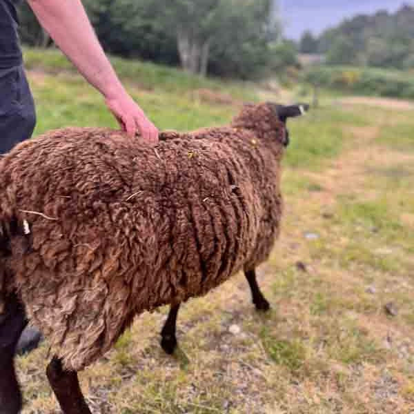 100% Scottish Wool: Zwartbles