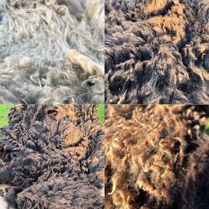 100% Scottish Wool: Mixed British Breeds